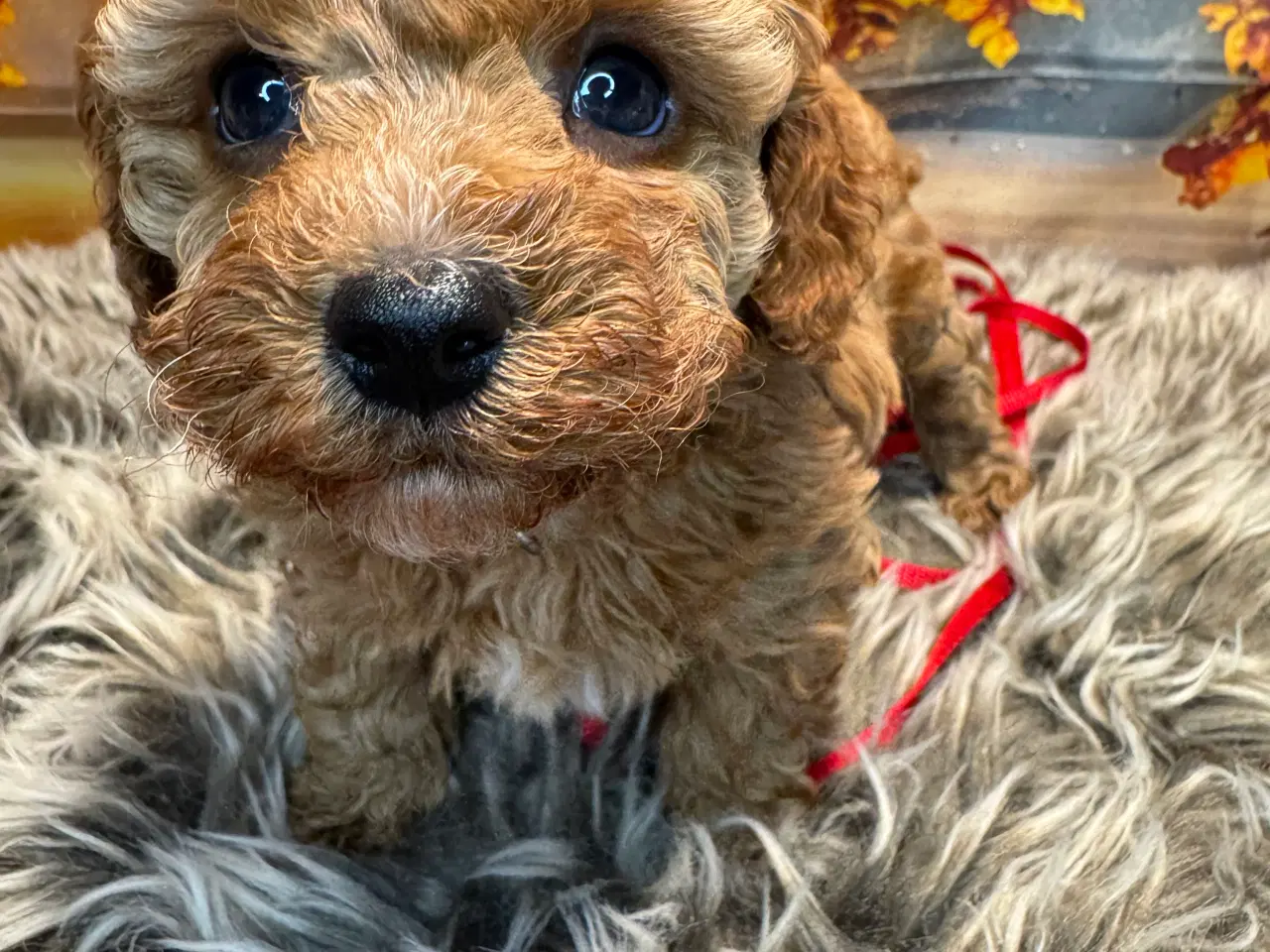 Billede 3 - Maltipoo i efterårs  ?