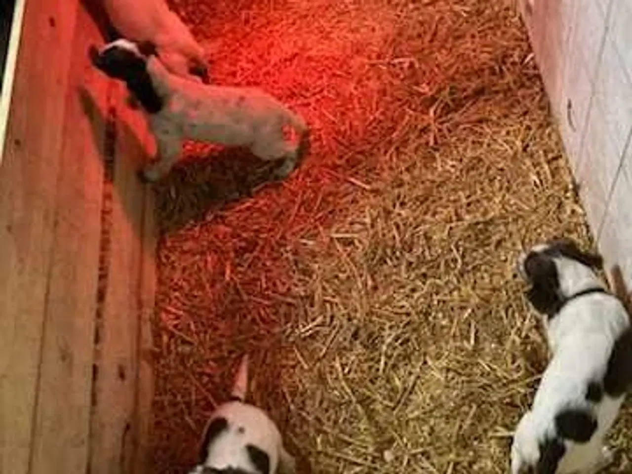 Billede 4 - Springer Spaniel hvalpe 