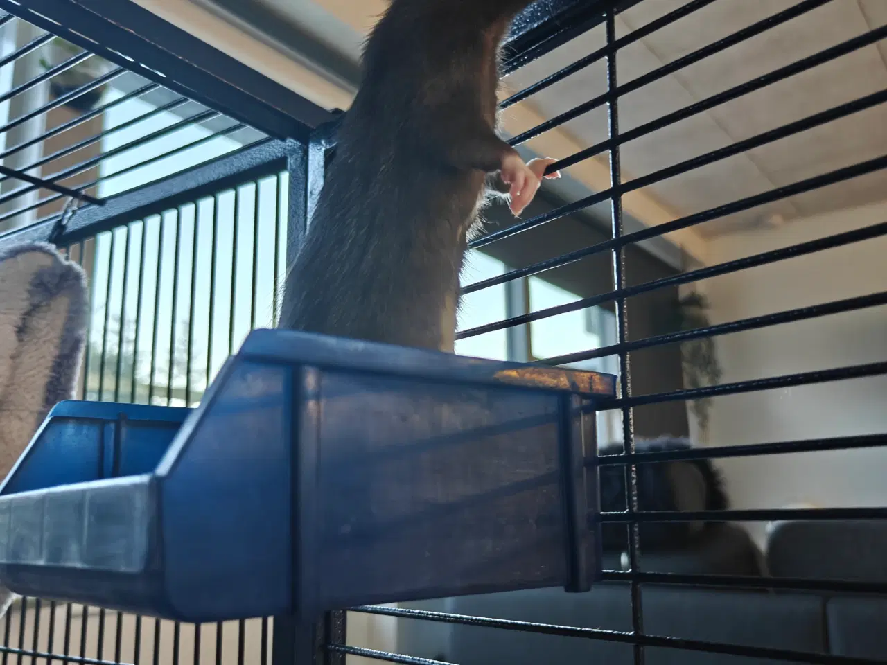 Billede 11 - Rotte piger søger nyt hjem 