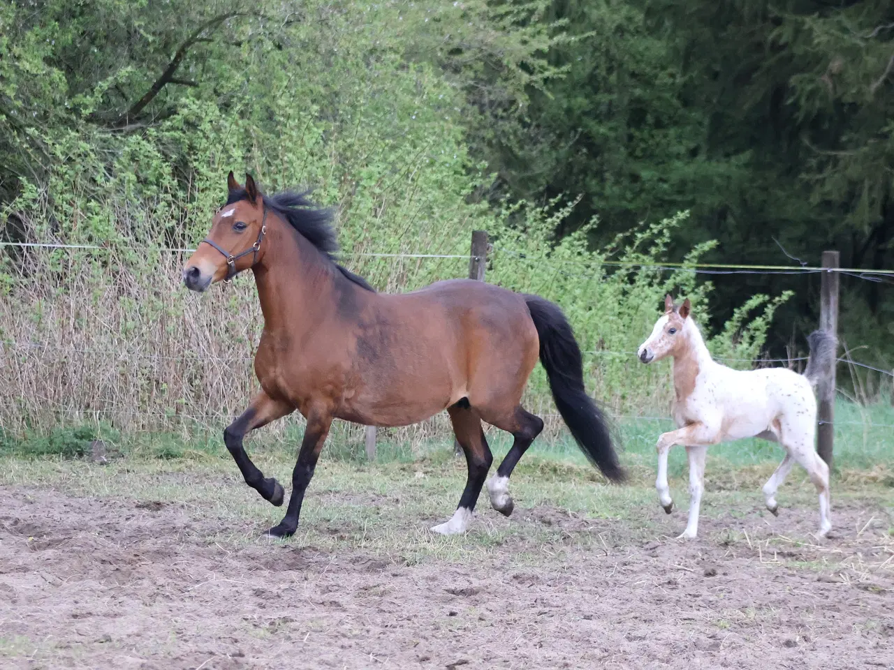 Billede 7 - Smukt hoppeføl med Stambog i både KNN og Welsh