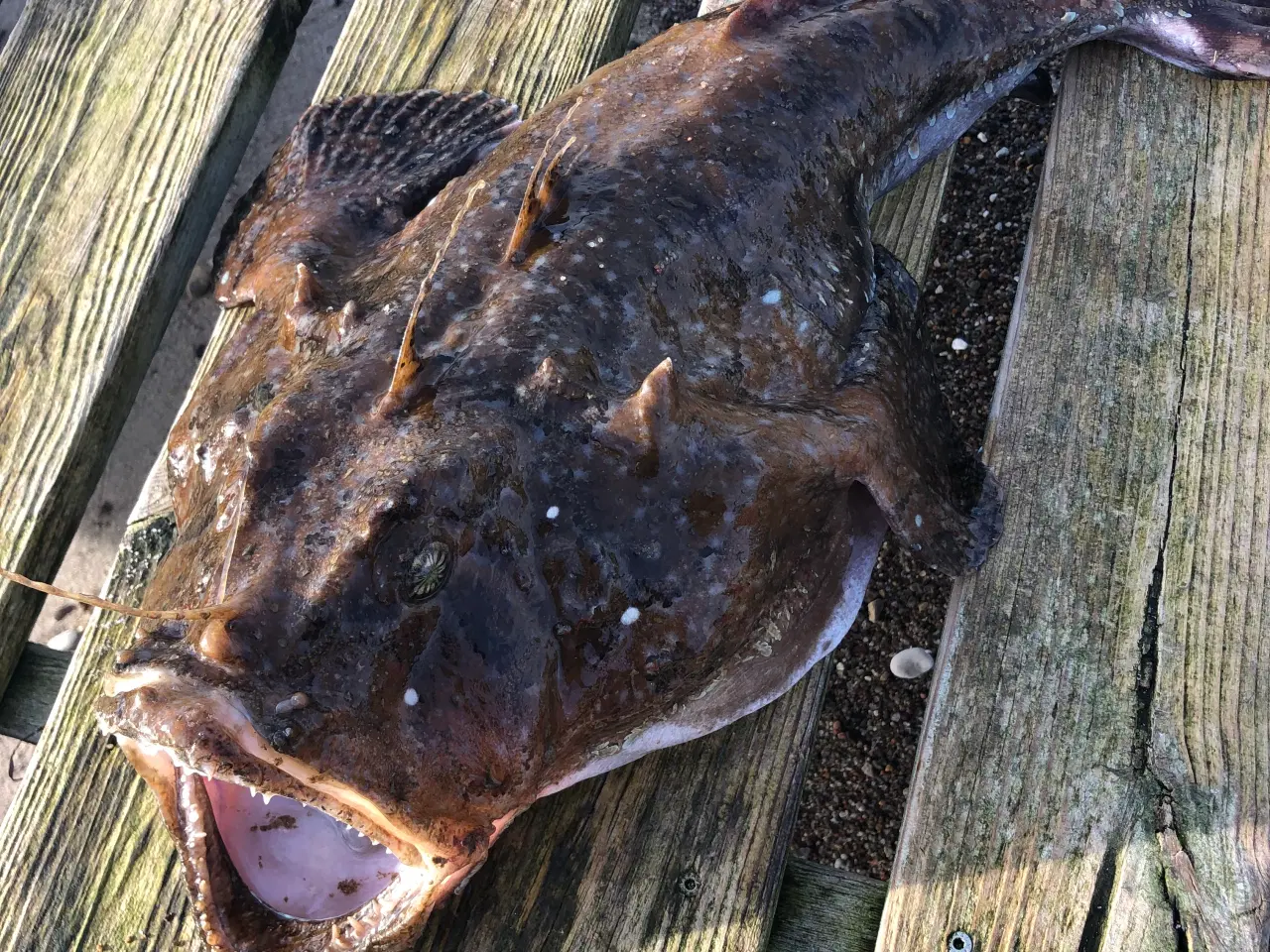 Billede 7 - SE NYT TILTAG FISKEGARN TIL FLADFISK - EN BLANK 