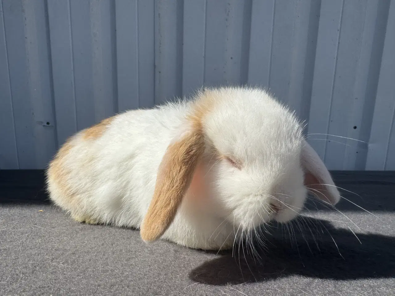 Billede 12 - 6 Dværgvædder hunner 🐰