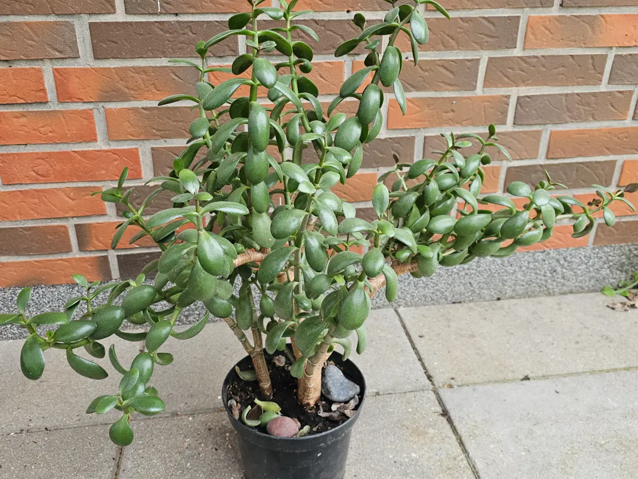 Billede 3 - Sund og Stærk Crassula Ovata Plante 🌿