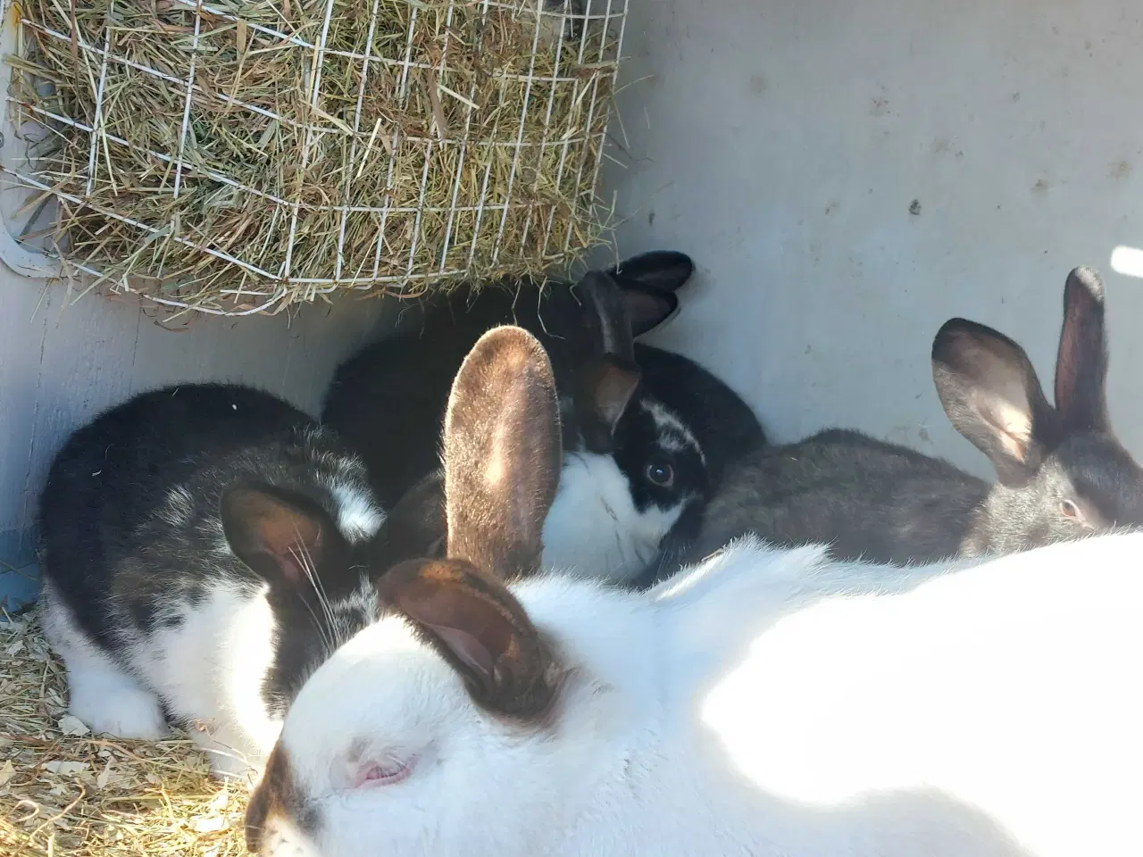 Billede 1 - Kanin til salg 