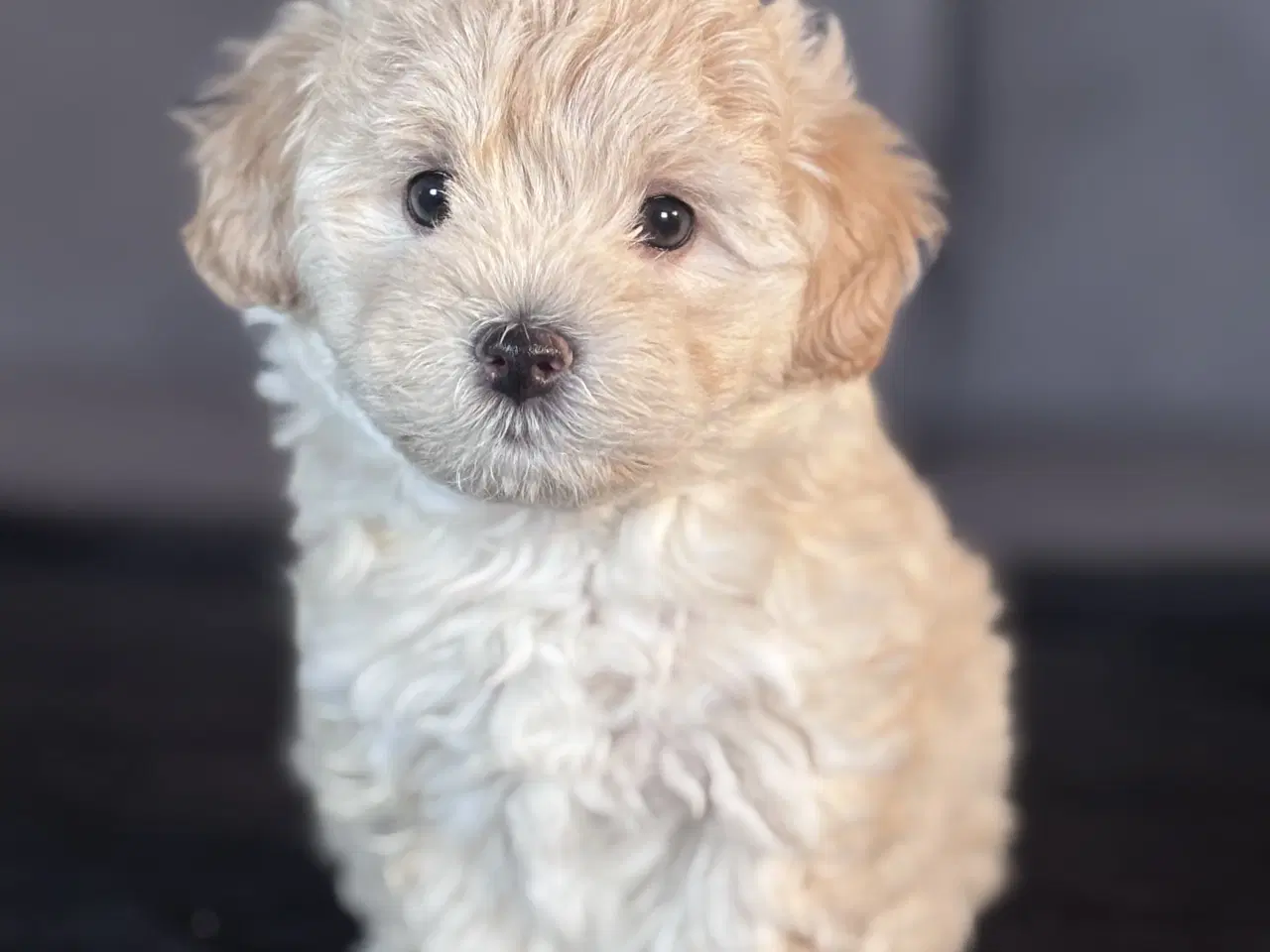 Billede 9 - Maltipoo Puddel Maltese
