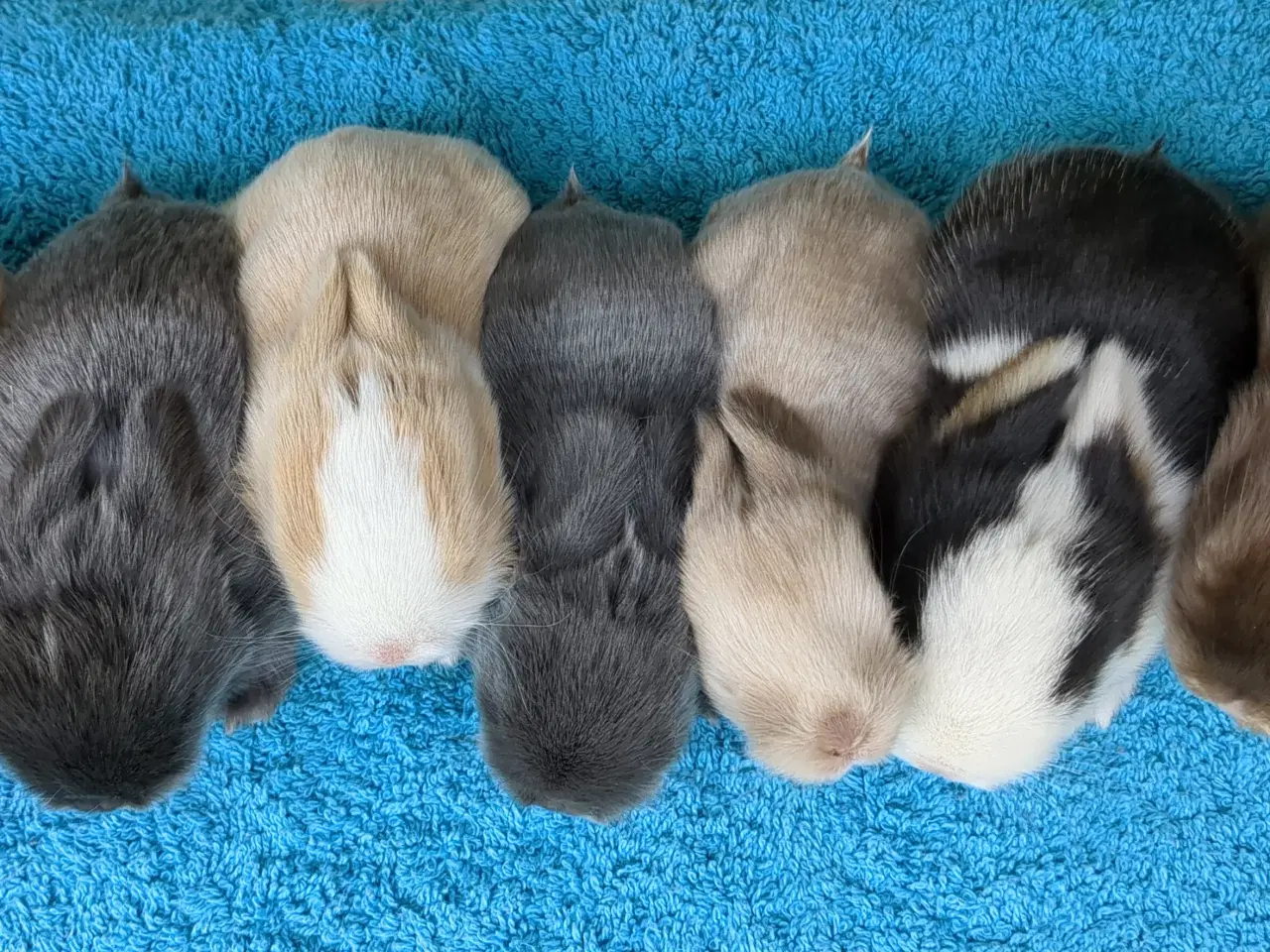 Billede 7 - Minilop kaninunger sælges 
