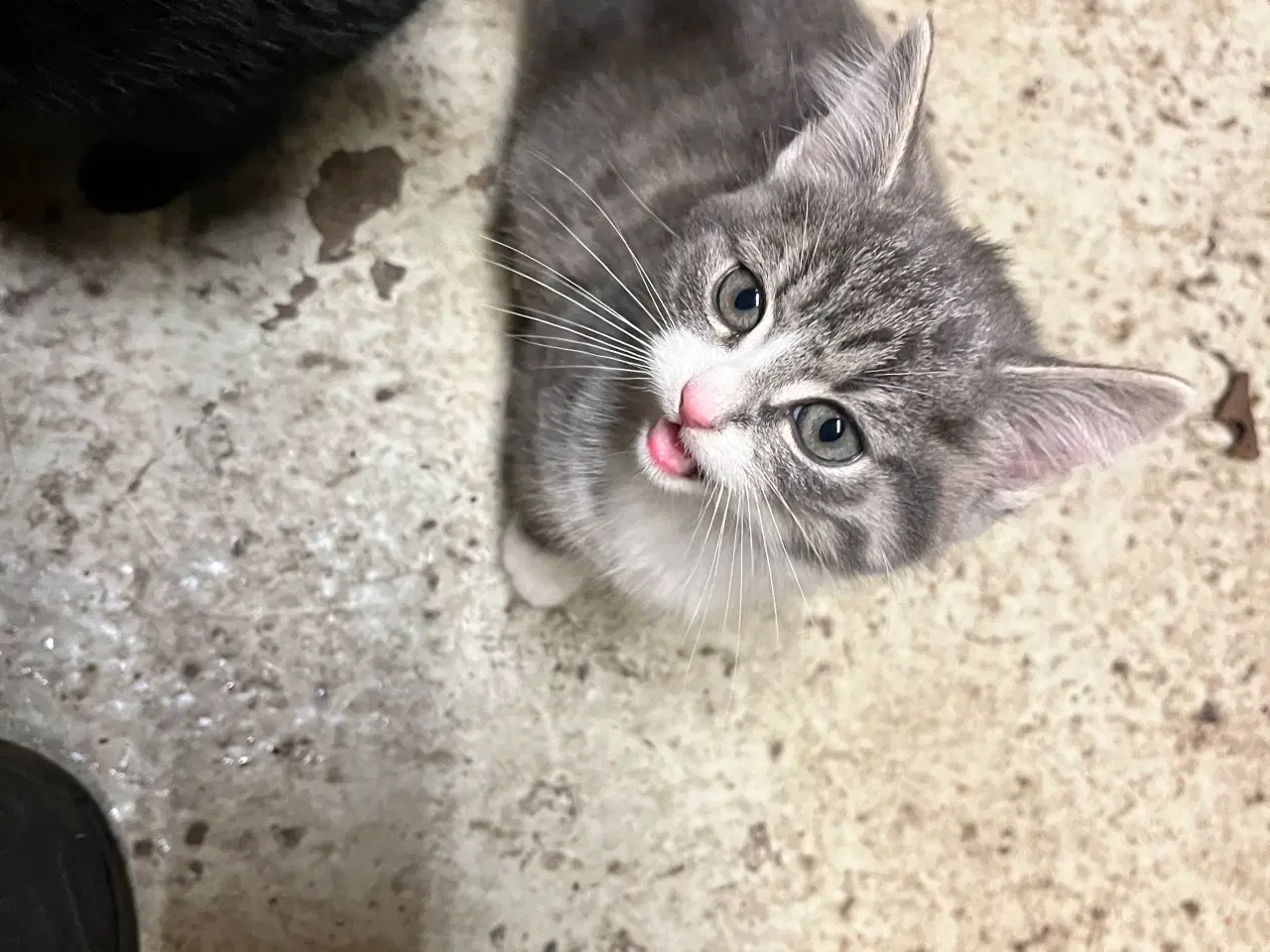 Billede 4 - Kattekillinger 