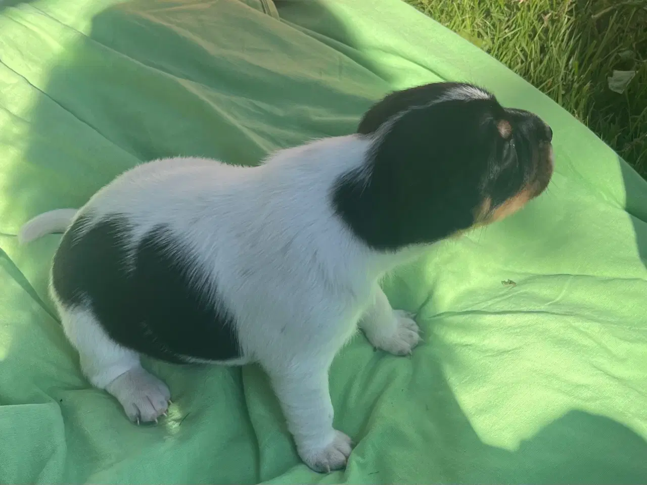 Billede 4 - Dansk-Svensk Gårdhund - hvalpe sælges 