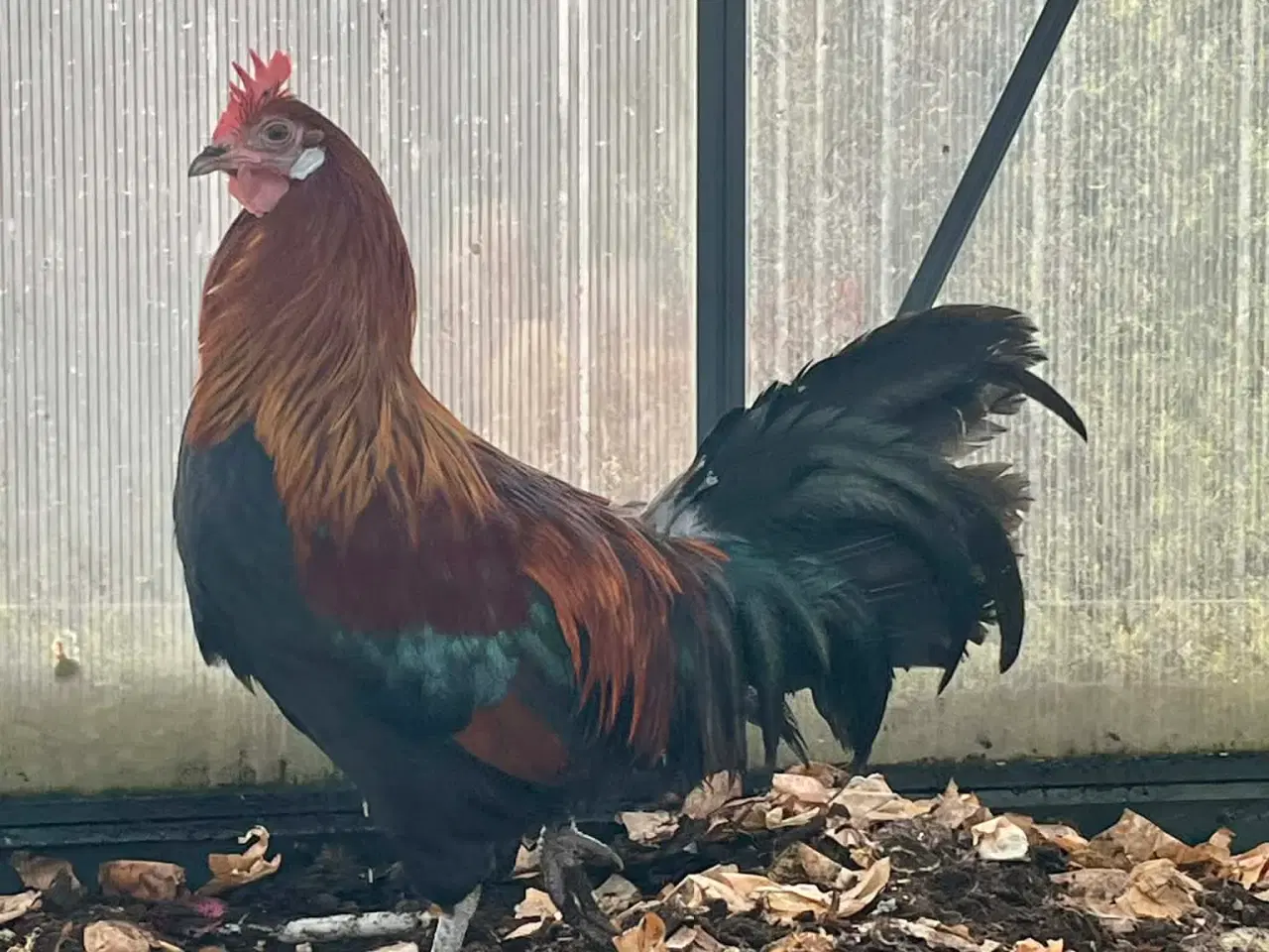 Billede 1 - Hane til salg