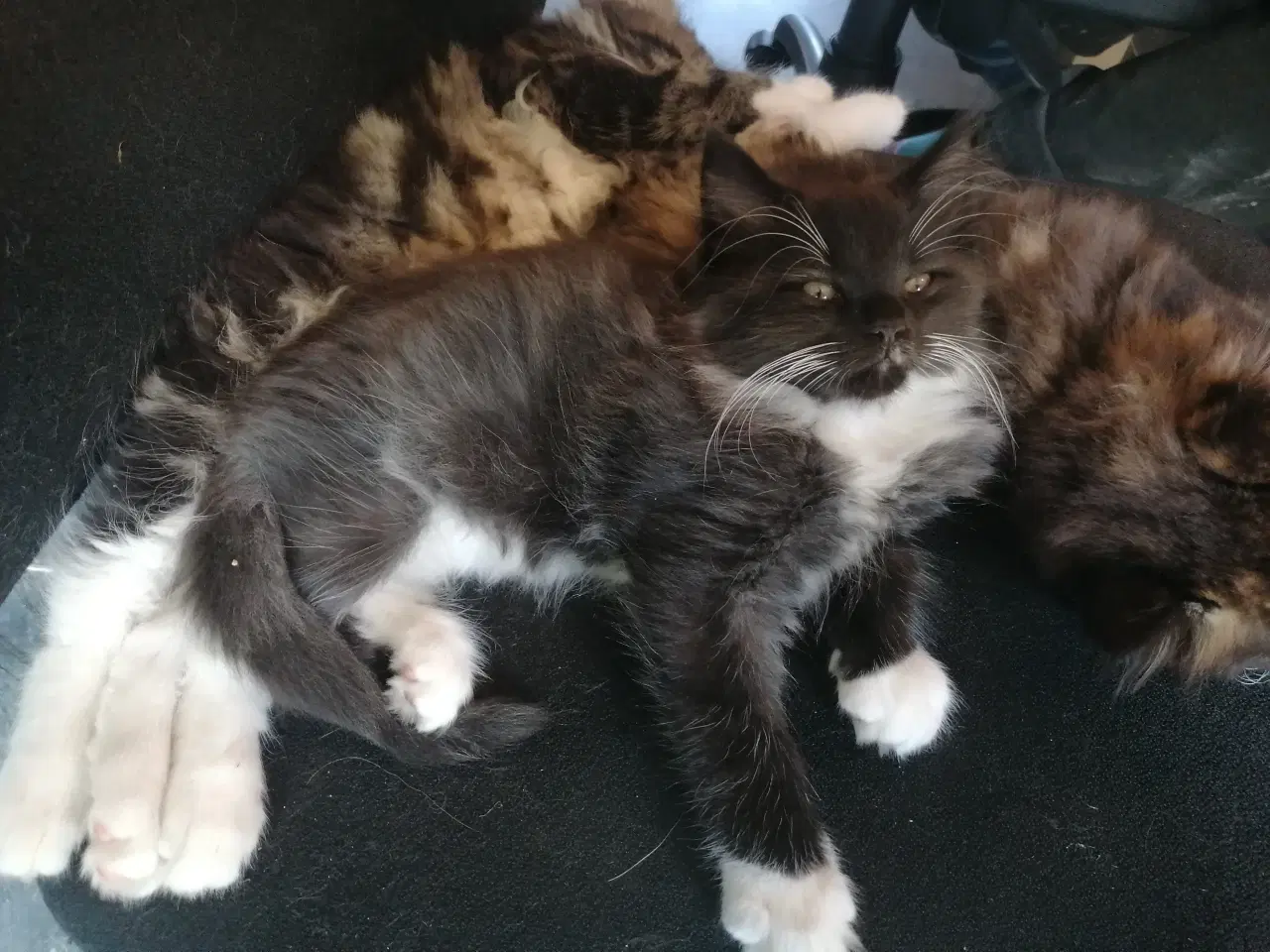 Billede 12 - Main coon blending
