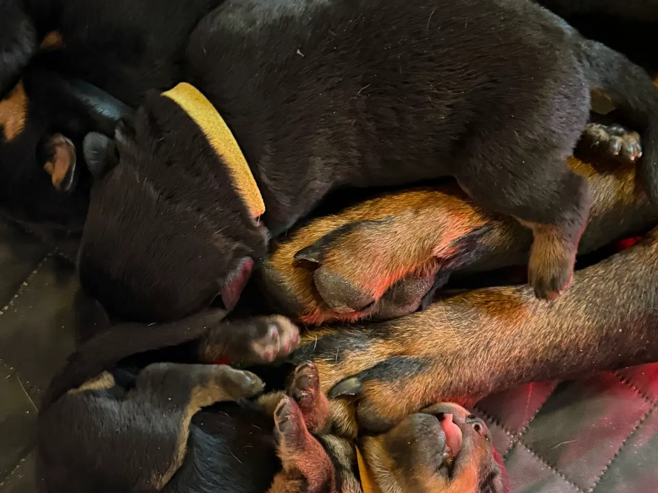 Billede 13 - M.B´Rottweiler Hvalpe