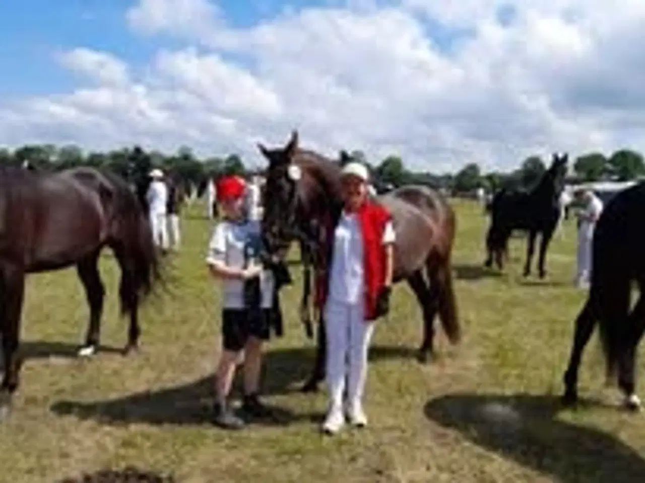 Billede 7 - Smuk Oldenborg hoppe
