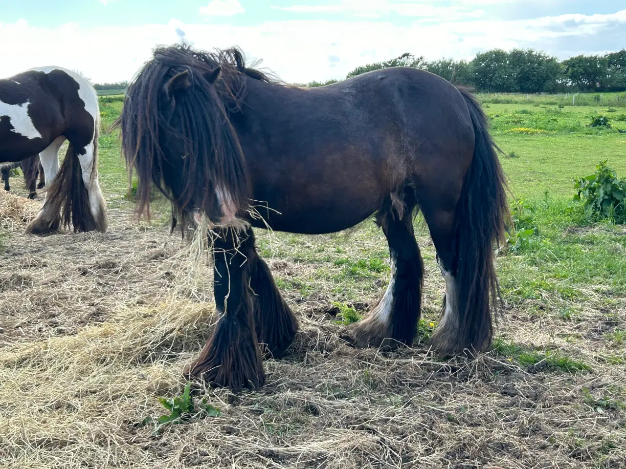 Billede 11 - Super skøn lille irish cob hoppe sælges 