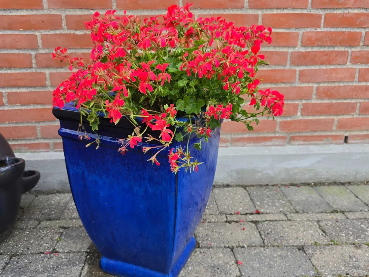 Billede 2 - Blå krukke  45 cm høj med tyroler pelargonier 