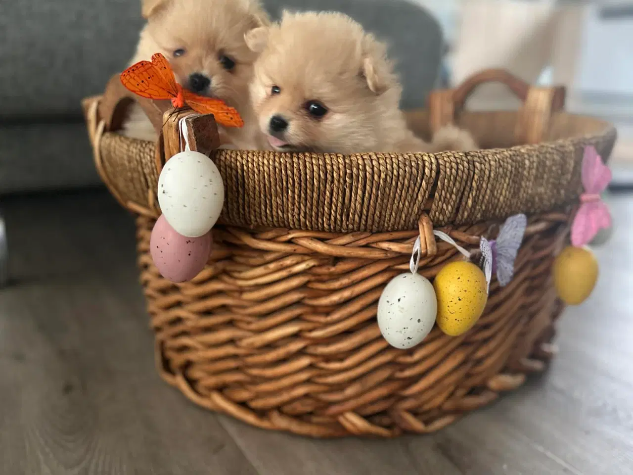 Billede 2 - 3 søde Pomeranian tæver søger kærlige hjem