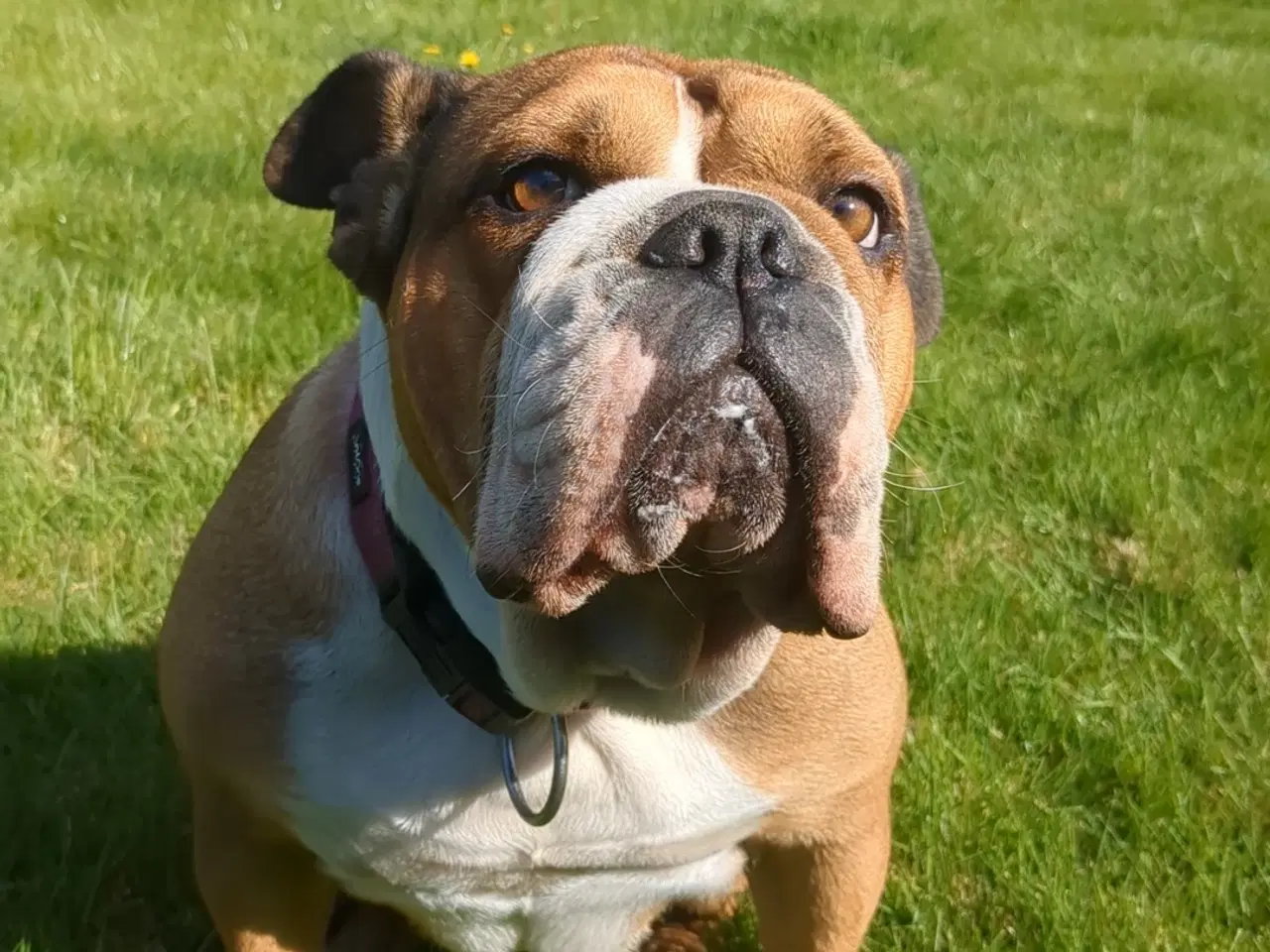 Billede 1 - Old english bulldog 