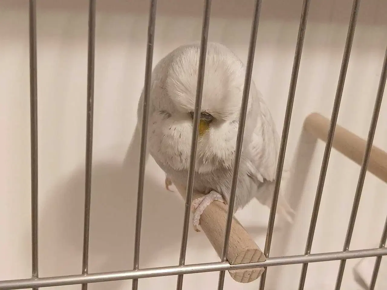 Billede 5 - 1 engelsk undulat han