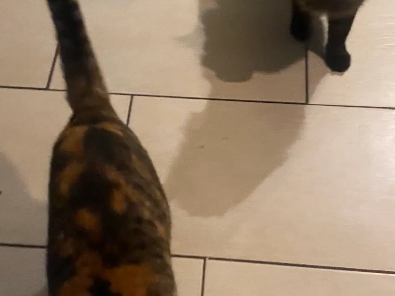 Billede 3 - Katte søger nyt hjem