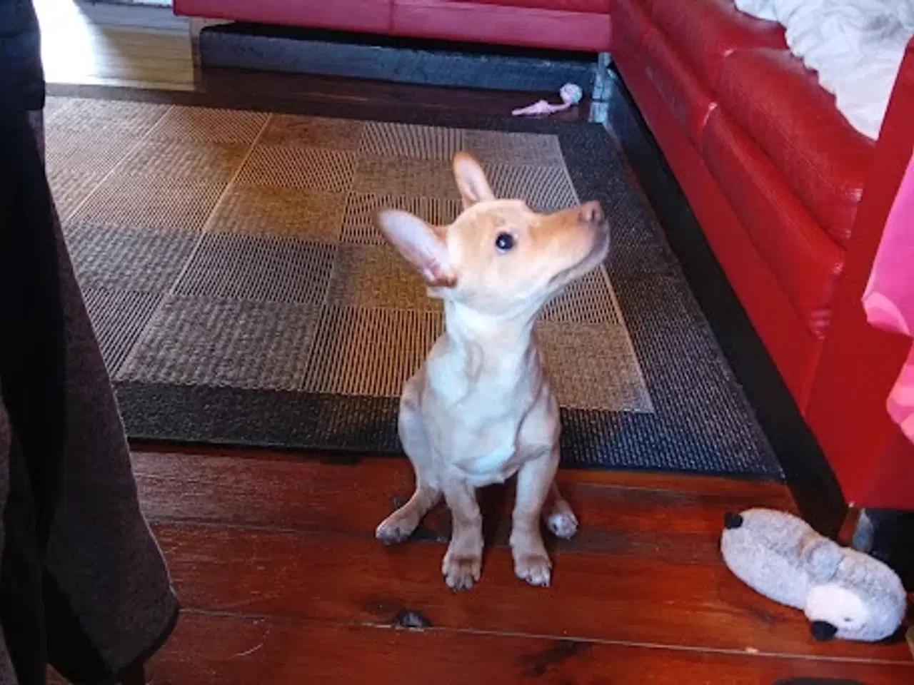 Billede 1 - Dværgpinscher/Dansk Svensk gårdhund HAN