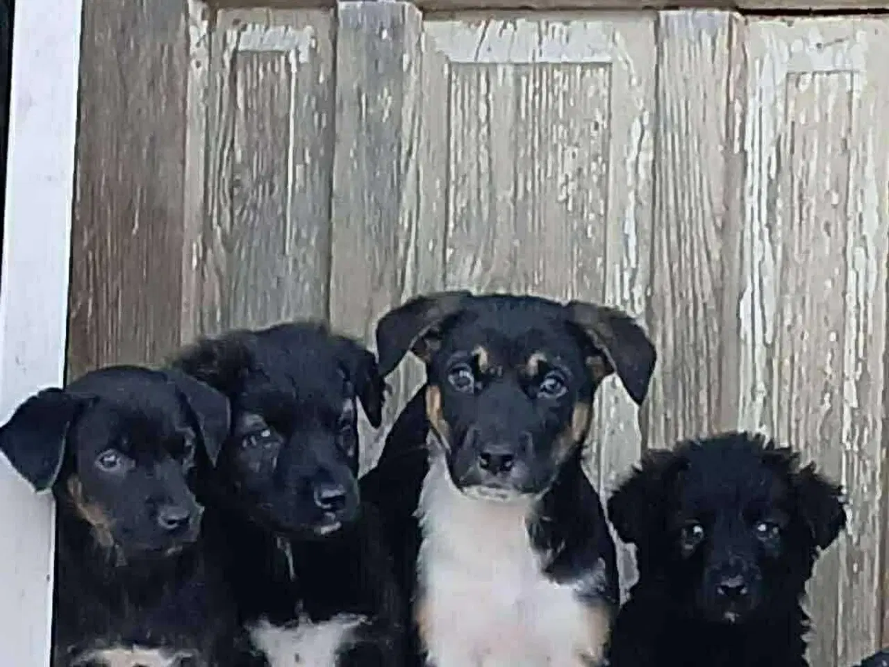 Billede 2 - Lille Billy leder efter sin egen familie 🩵