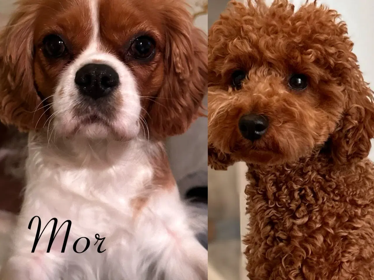 Billede 8 - Cavapoo (Cavalier + toypuddel)