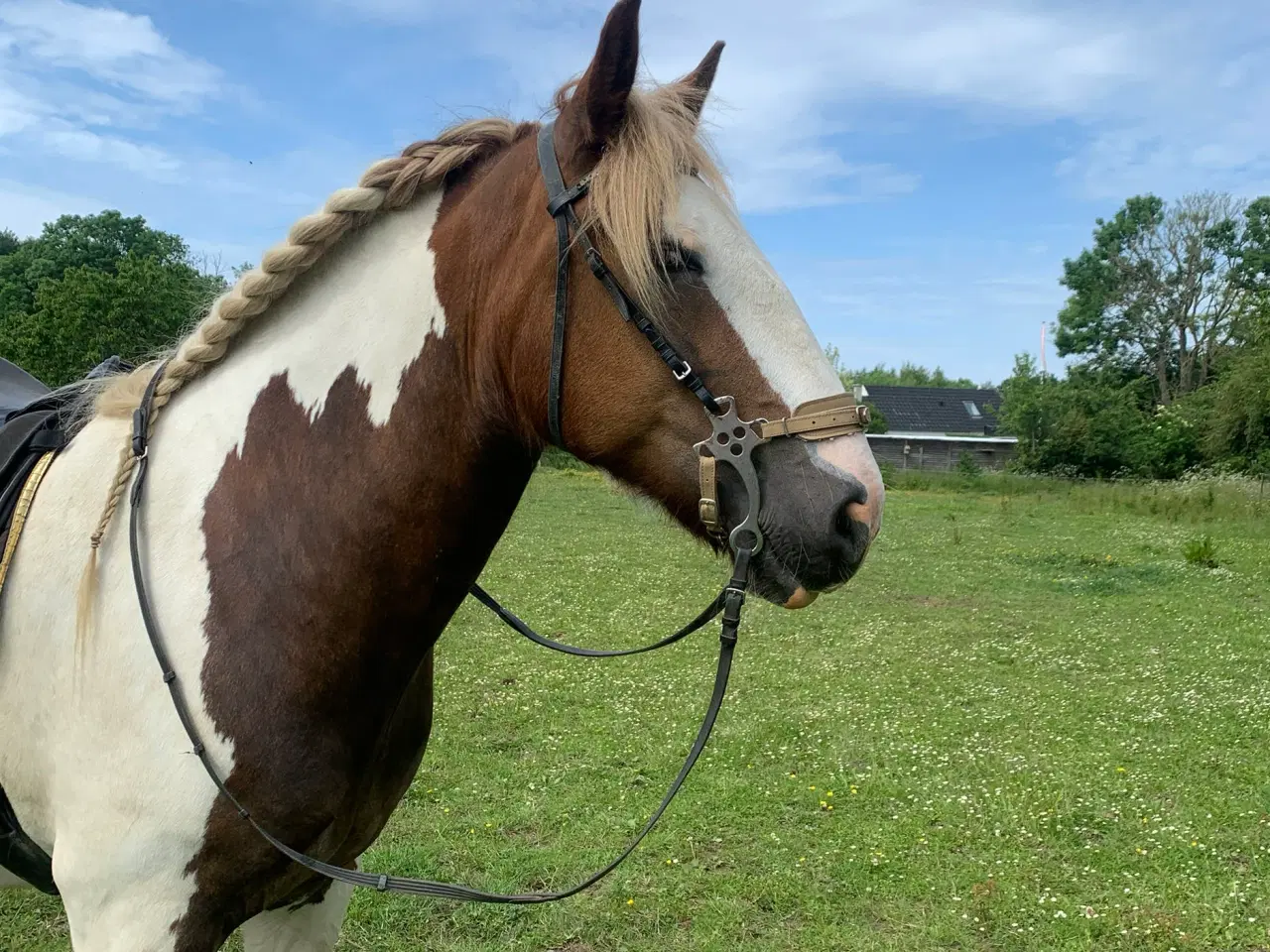 Billede 7 - Tinker vallak på 18 år Søger nyt og kærligt hjem.