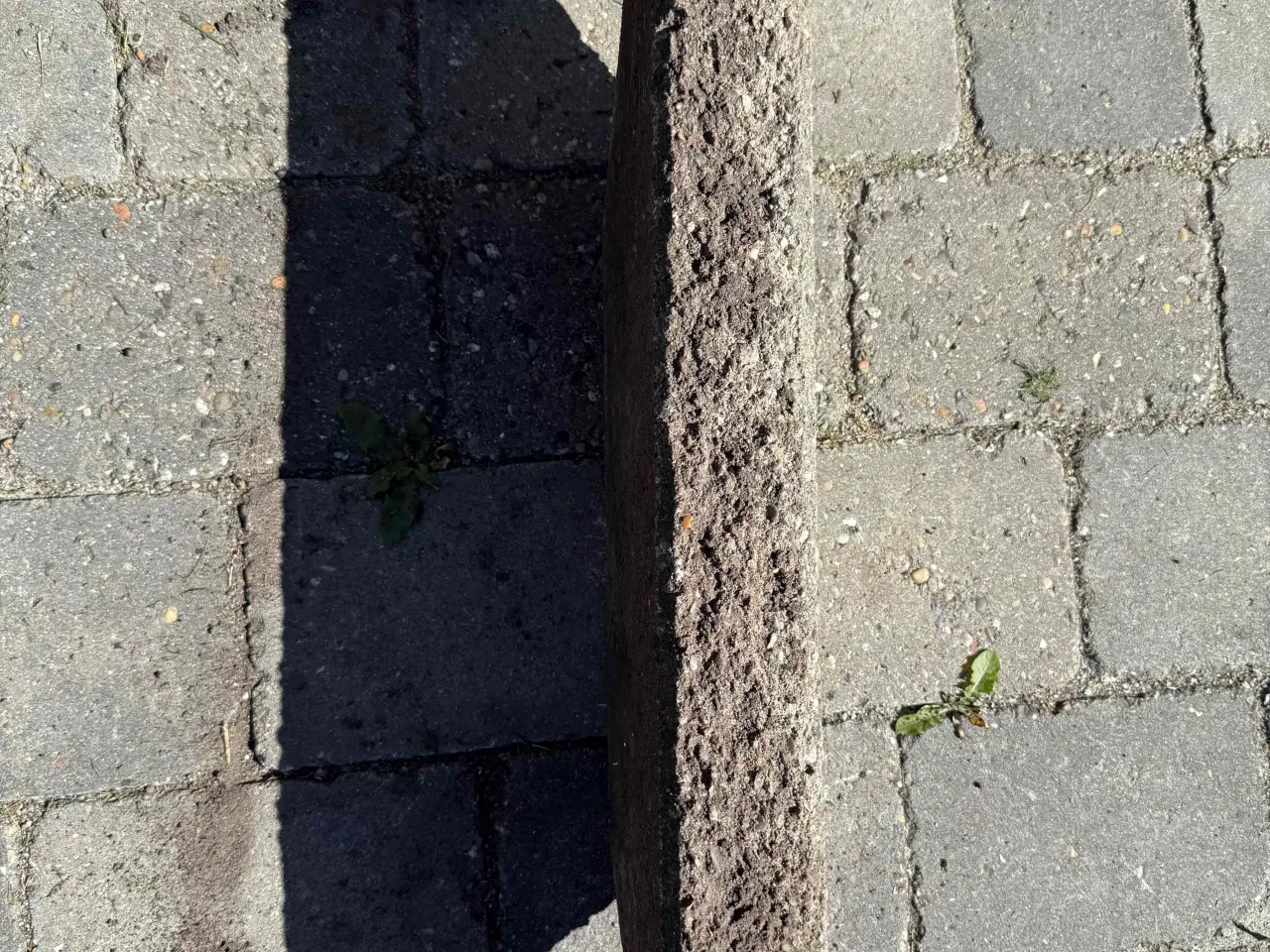 Billede 2 - Brudplante sten til afhentning