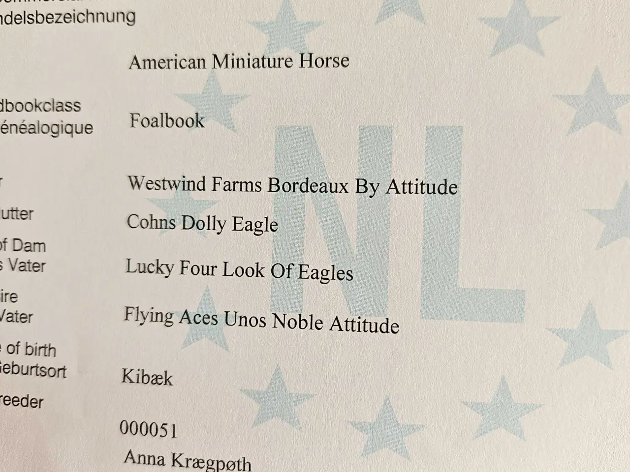 Billede 6 - Kåret AMHA Hoppe 