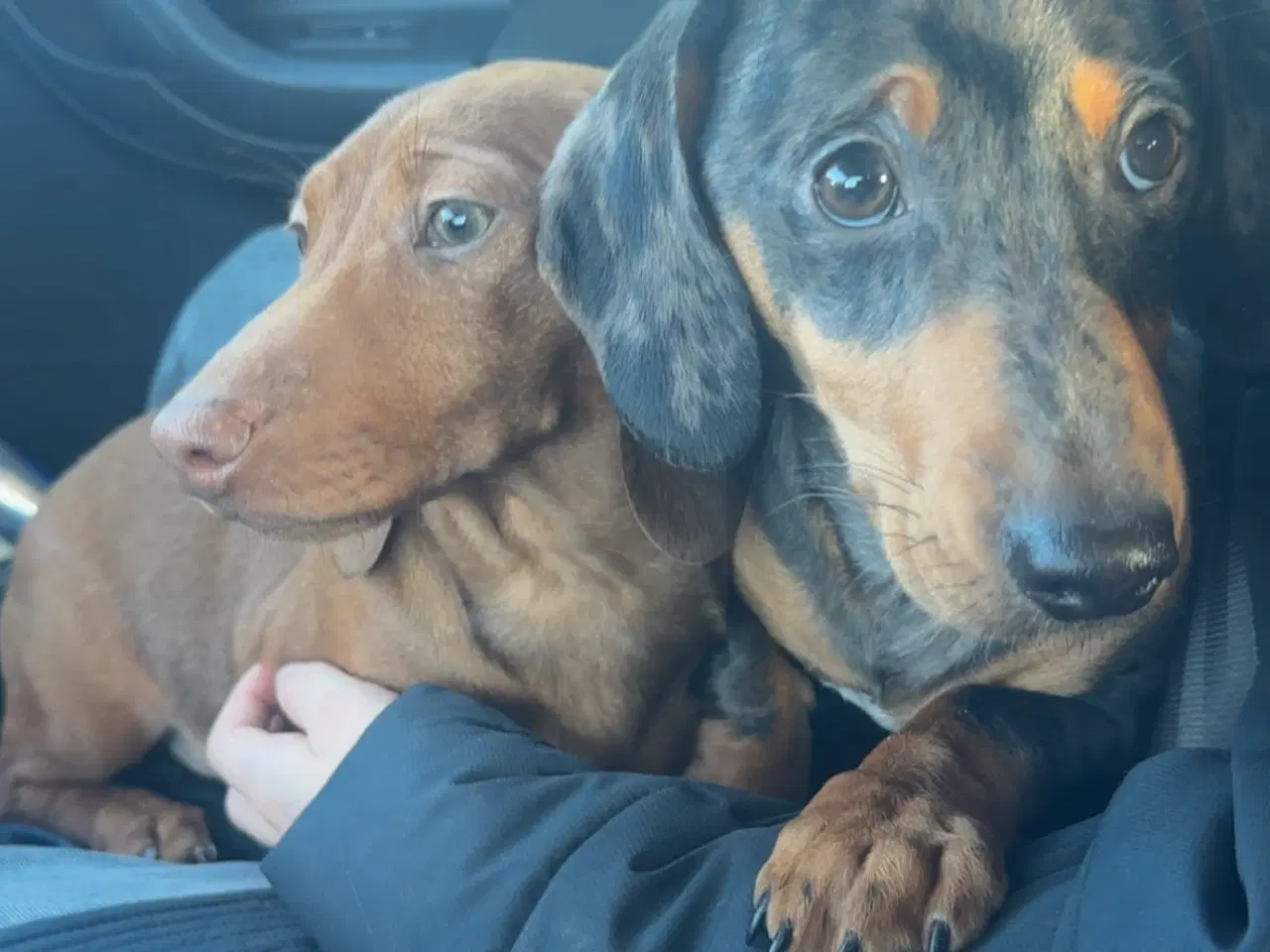 Billede 5 - Verdens sødeste gravhunde 