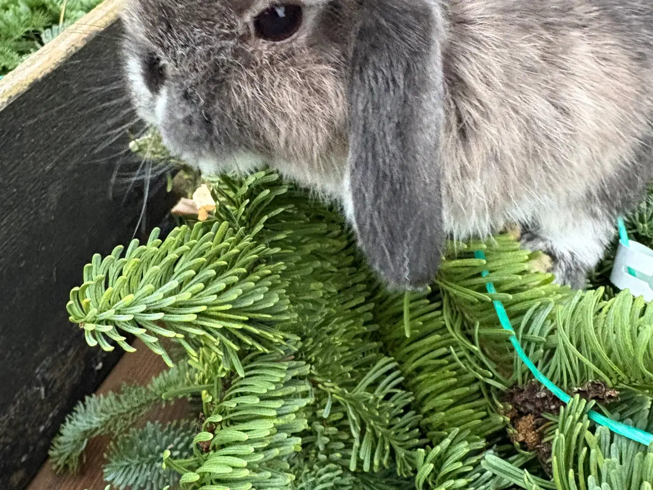 Billede 2 - Minilops 