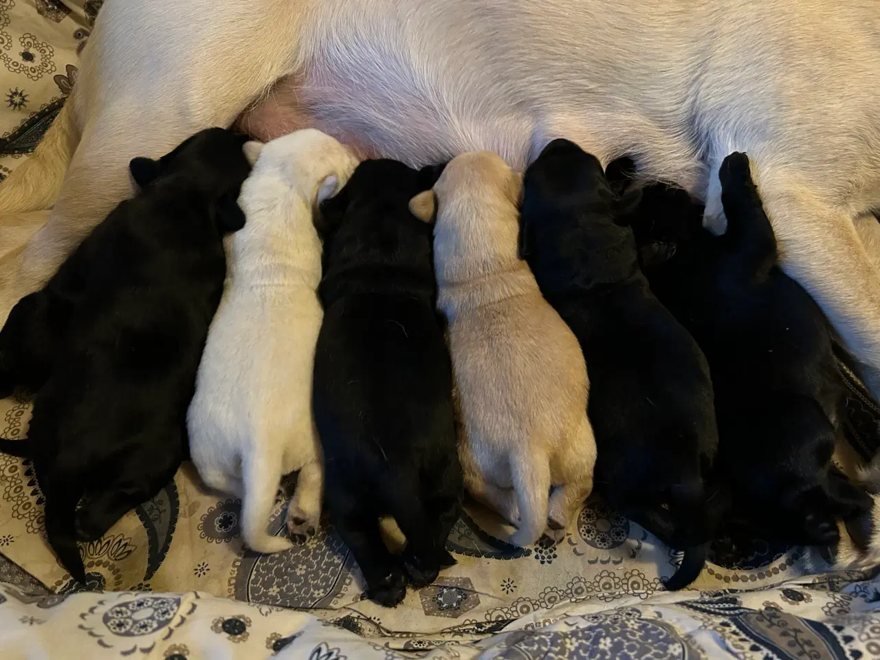 Billede 3 - Labrador hvalpe søger nyt kærligt hjem 