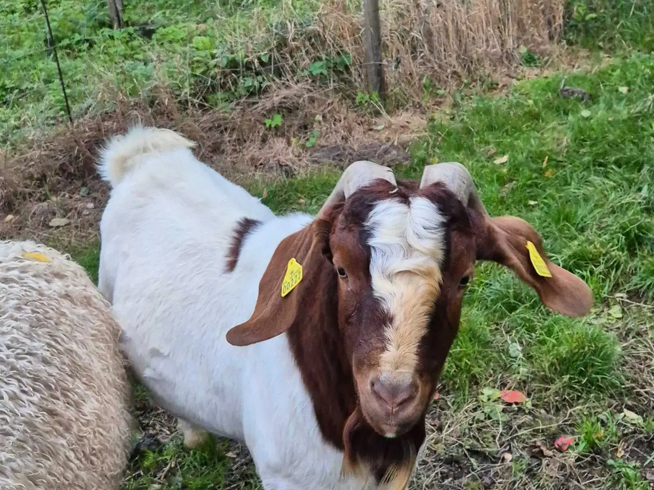 Billede 2 - Boer buk raceren