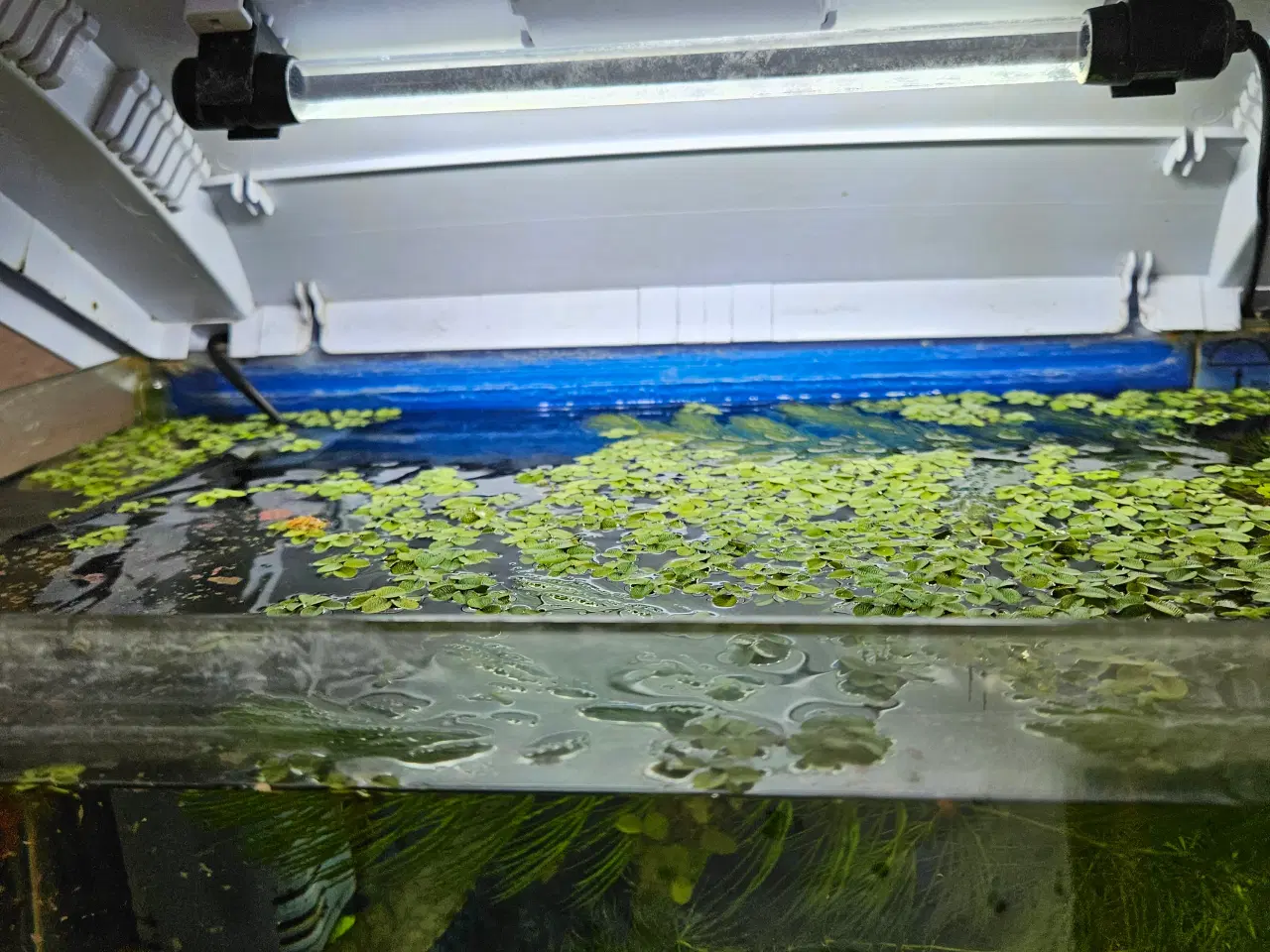 Billede 3 - Akvarie med indhold