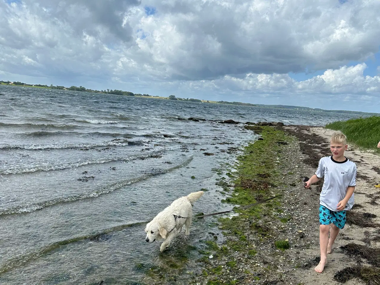 Billede 1 - Goldendoodles hvalpe på vej