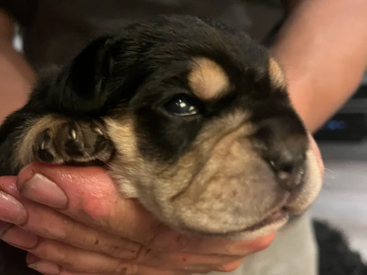 Billede 3 - Engelsk Cocker spaniel og engelsk bulldog blanding