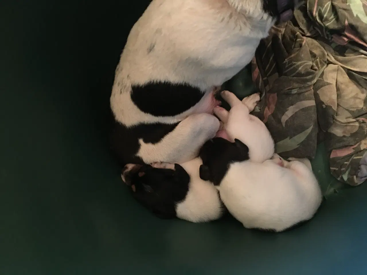 Billede 3 - Dansk-Svenske Gårdhundehvalp