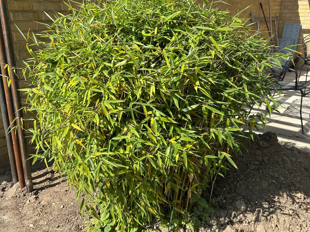 Billede 1 - Bambus plante
