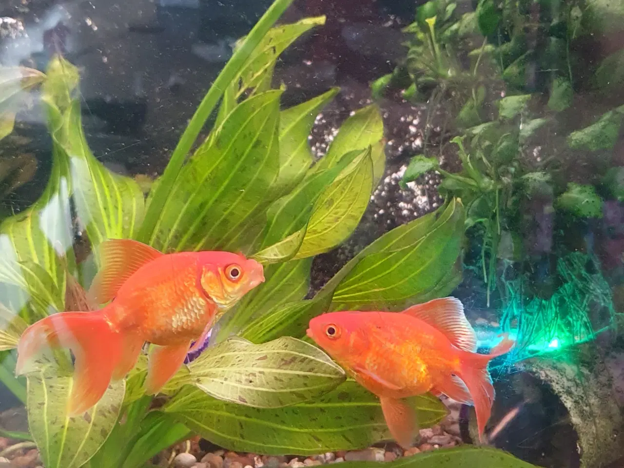 Billede 1 - Guldfisk orange, ca 8-9 cm med hale. 