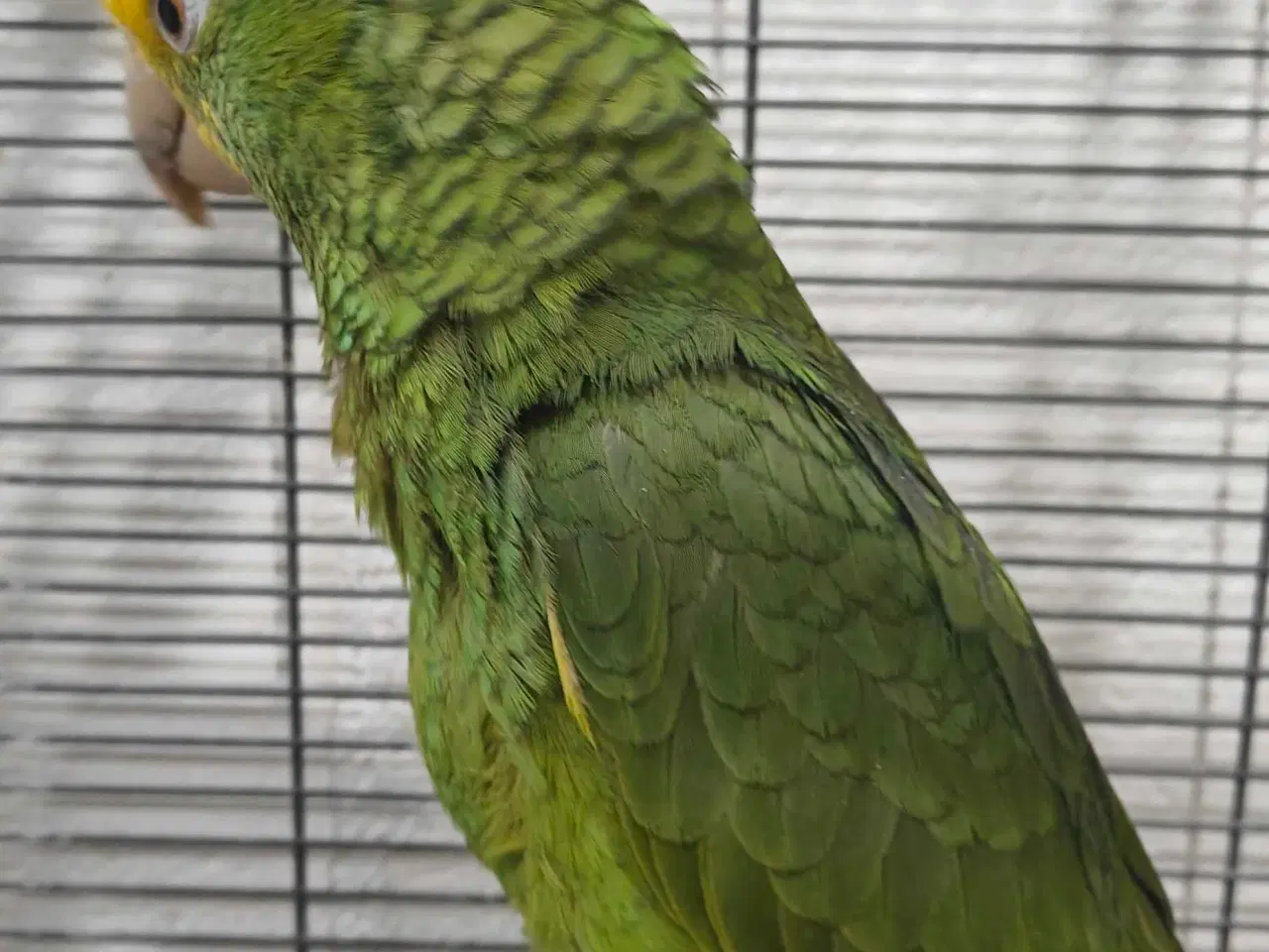 Billede 3 - Dobbelt gule hovedet Amazona