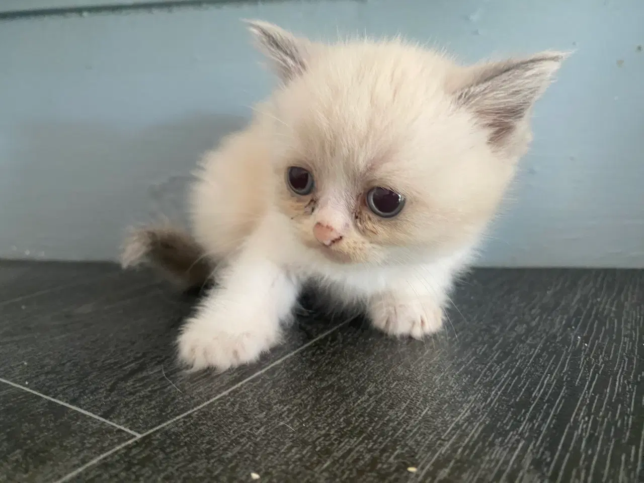 Billede 5 - Smuk Ragdoll hunkillinger Kat lys beige hvid 
