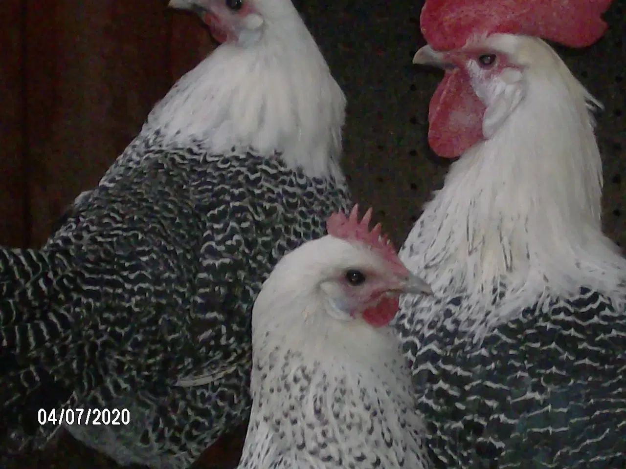 Billede 1 - Sølv campiner