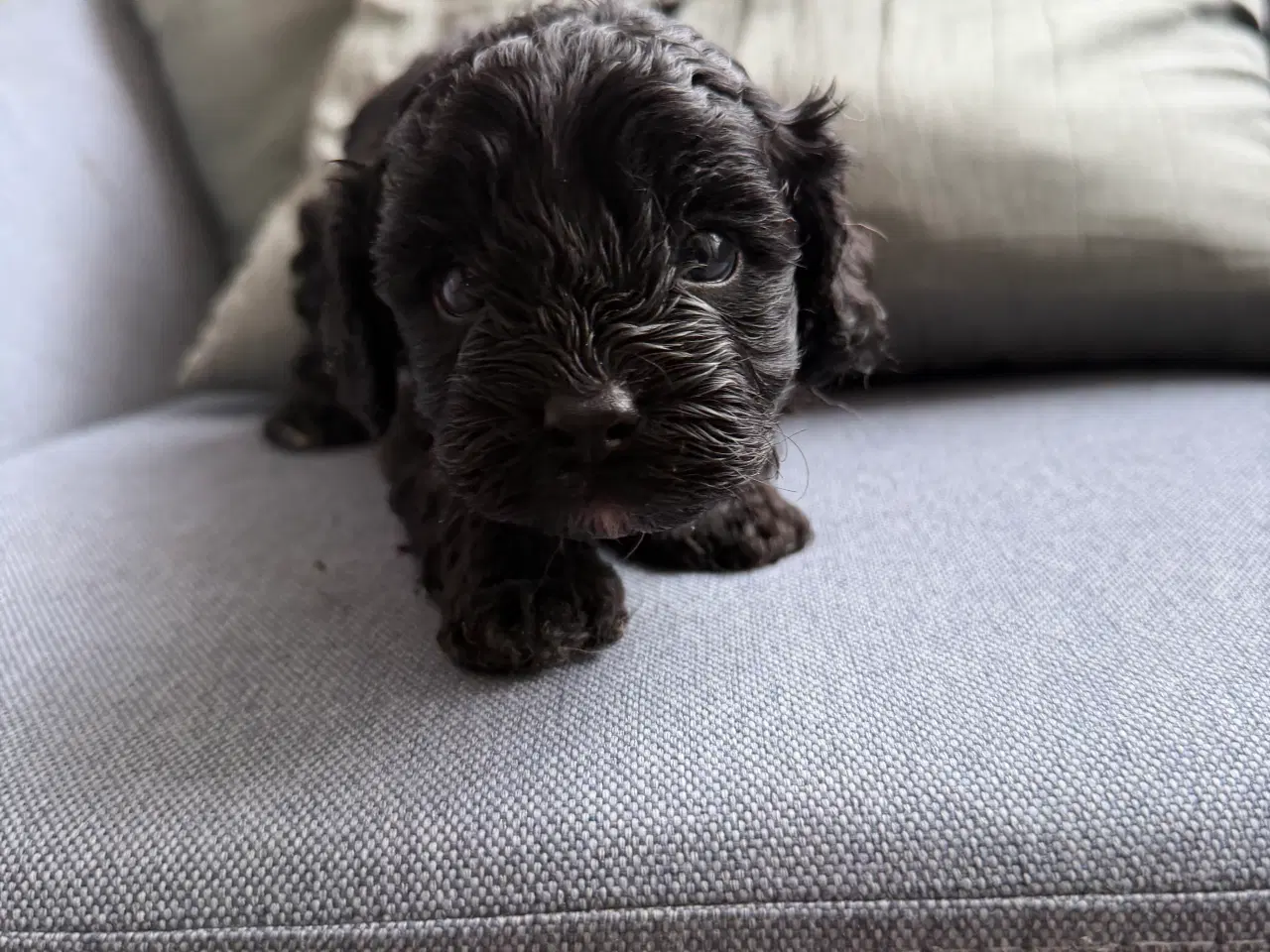 Billede 6 - Cavapoo hvalpe søger nyt hjem!