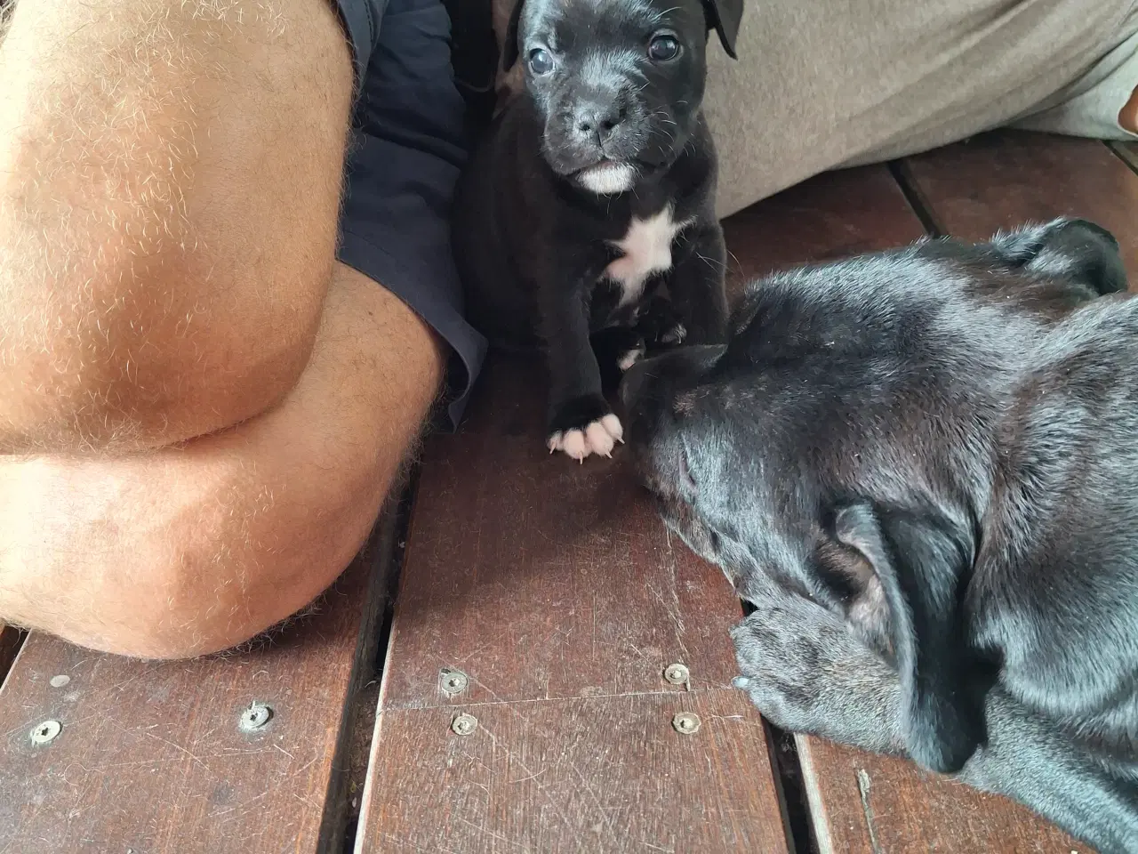 Billede 4 - Staffordsire bull terrier 
