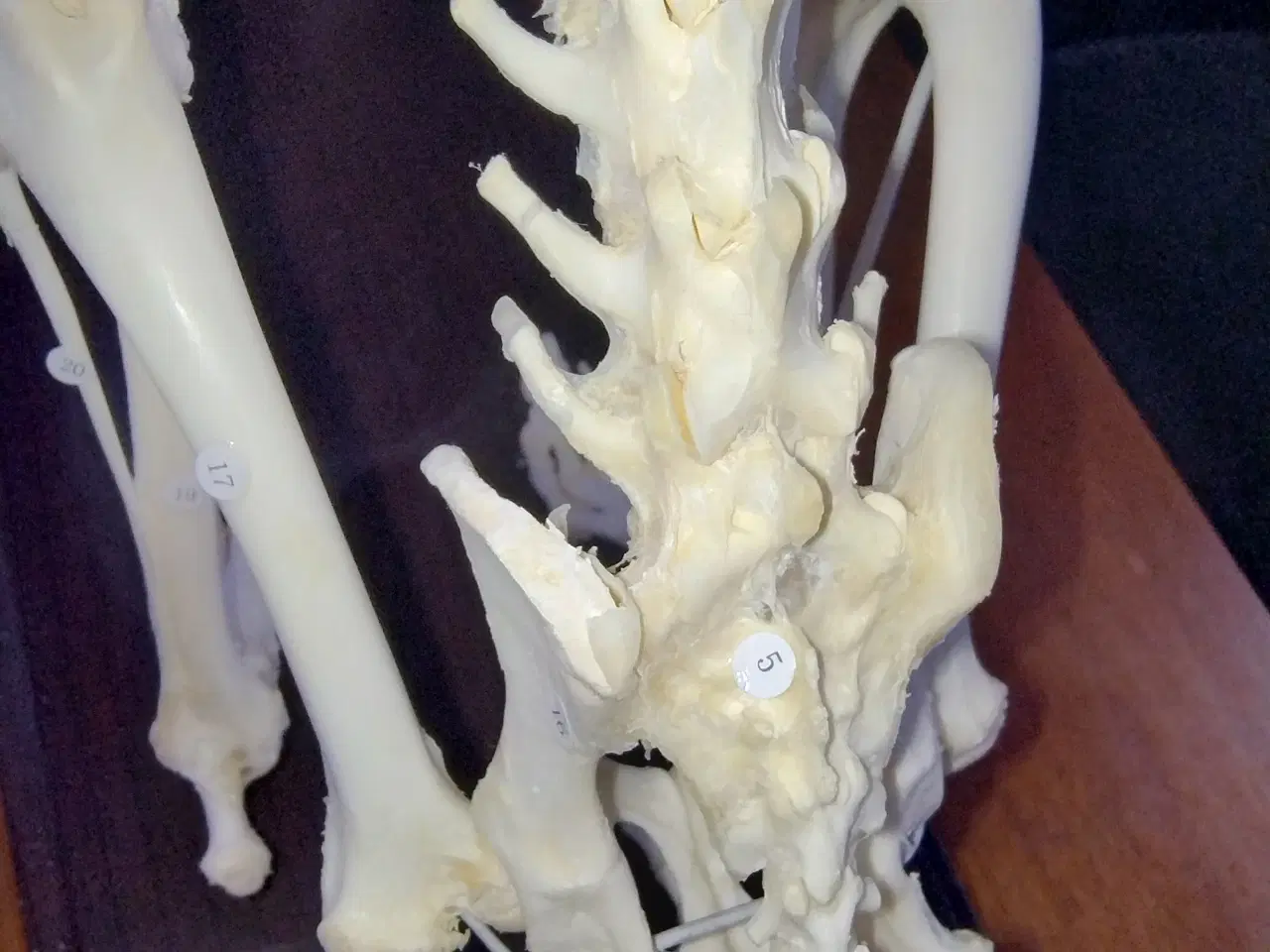 Billede 6 - Anatomimodel - hundeskelet