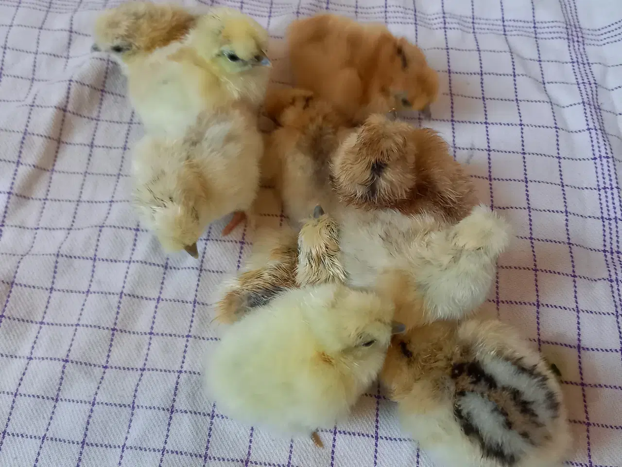 Billede 3 - Kyllinger fra dværg silkehøns