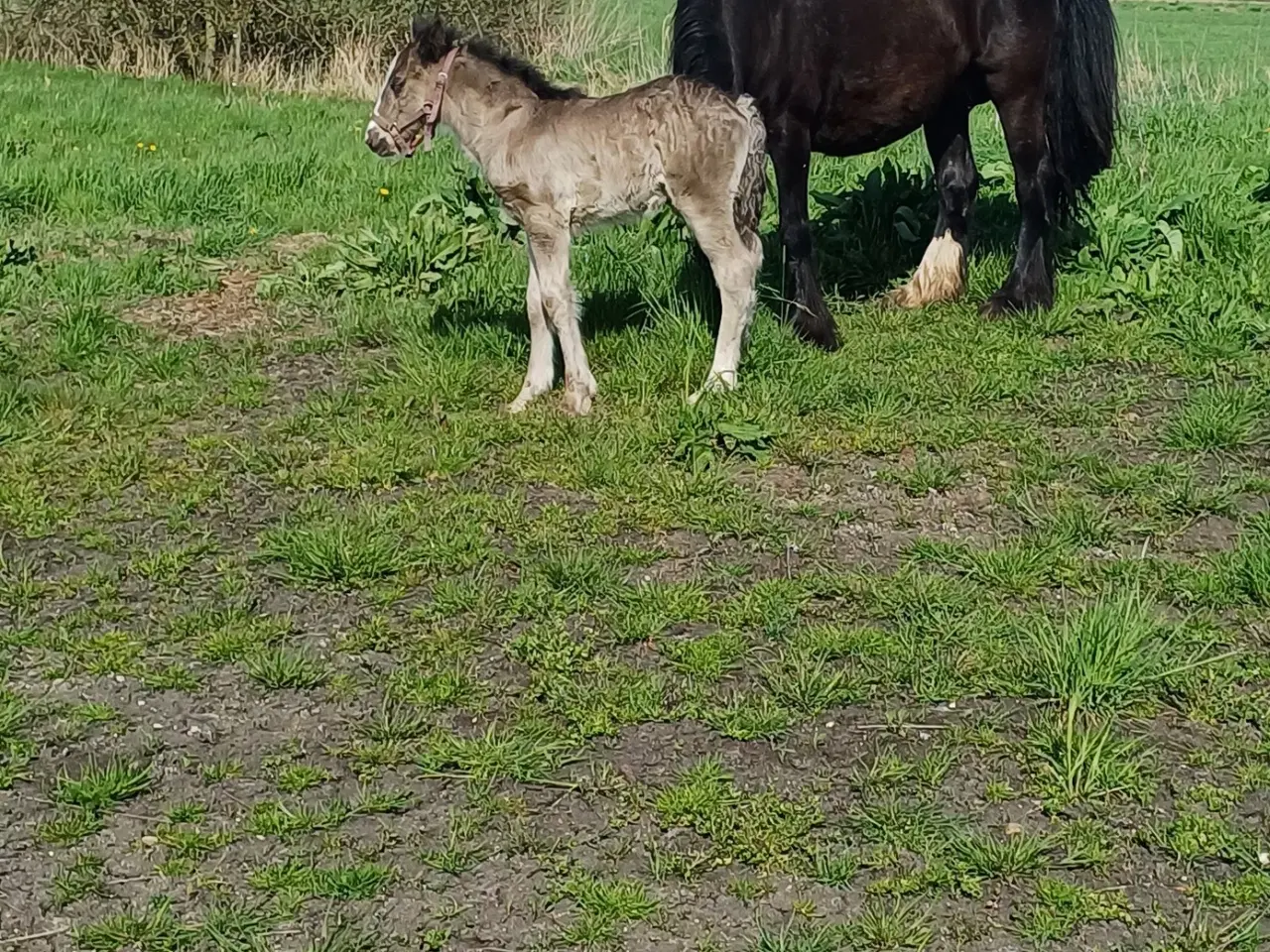 Billede 2 - Irish cob hingst