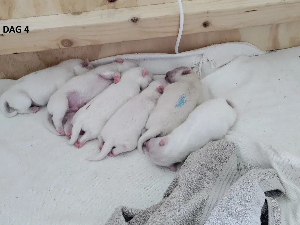 Billede 3 - Dansk Spids Hvalpe med DKK stamtavle sælges