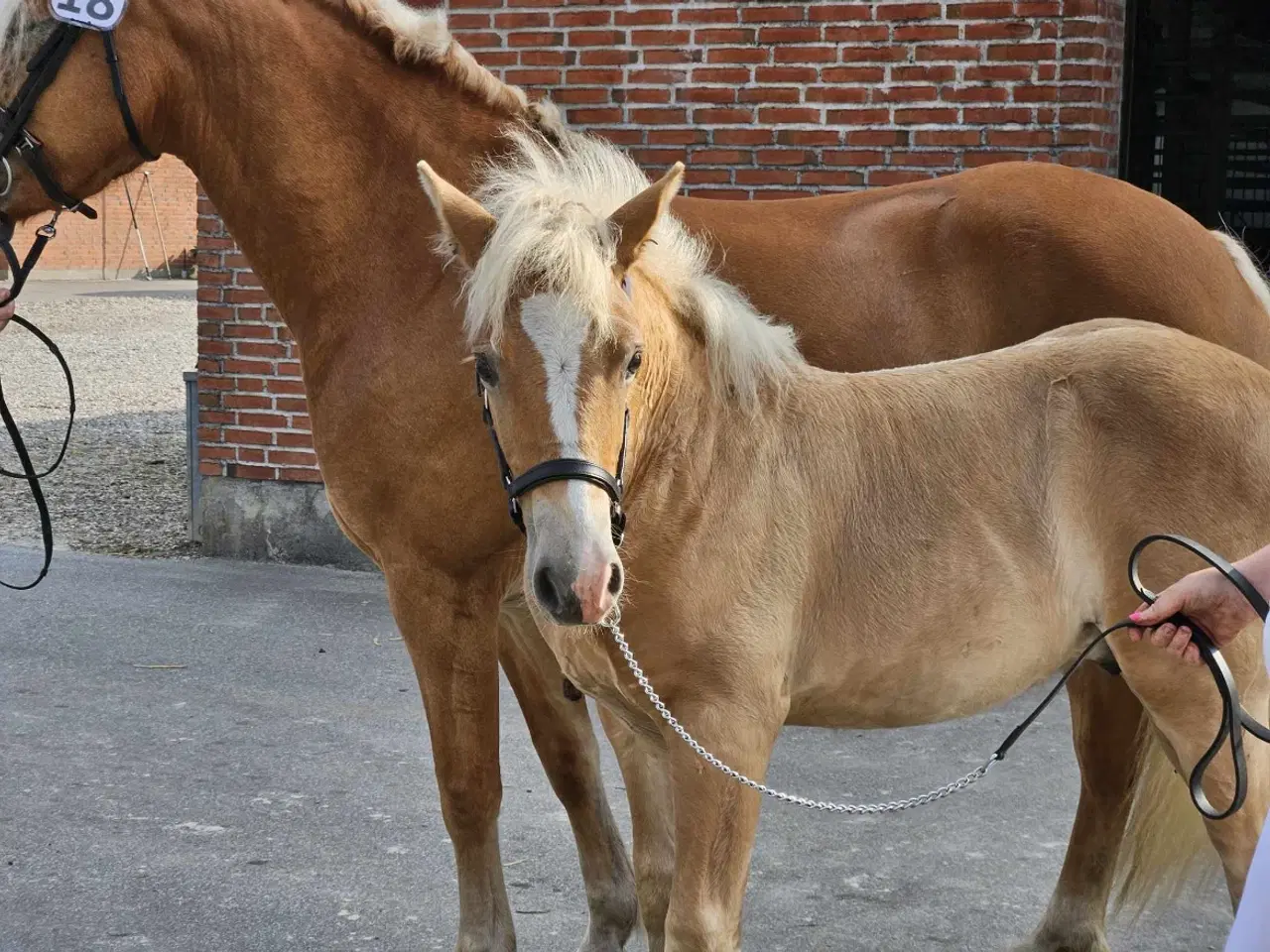 Billede 4 - Lækker haflinger føl 