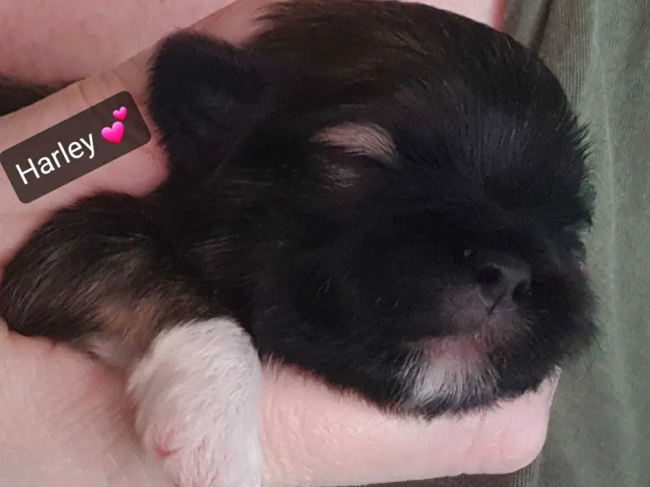 Billede 15 - Lhasa Apso - smukke Harley 🐾💕