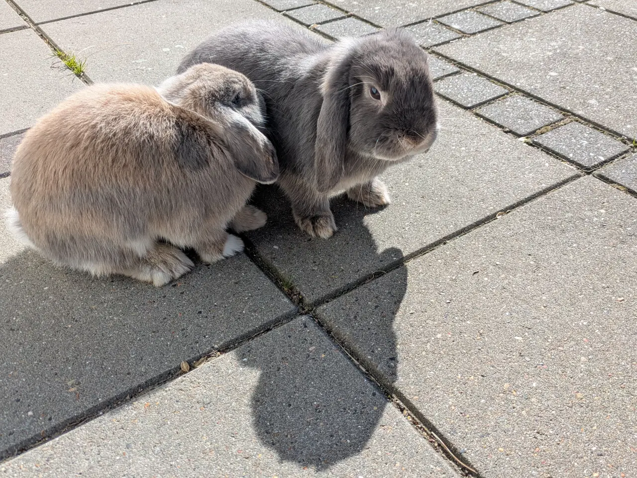 Billede 2 - To minilop kaniner 9 mdr